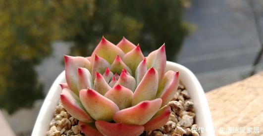 冬天养多肉,做好“2少1多”,照样长得美美哒!