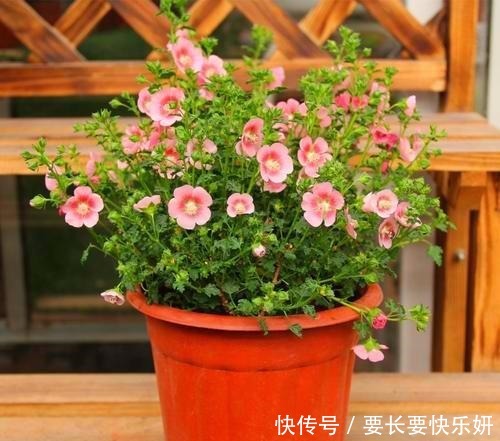 天气转凉这3种花马上进入花期，赶紧剪几刀，开花红艳数量多！