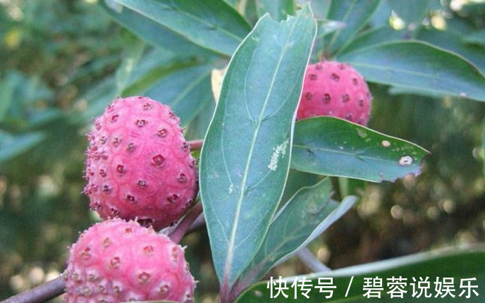 90后|黄山的这种水果见过吗药食两用,90后的孩子都不认识