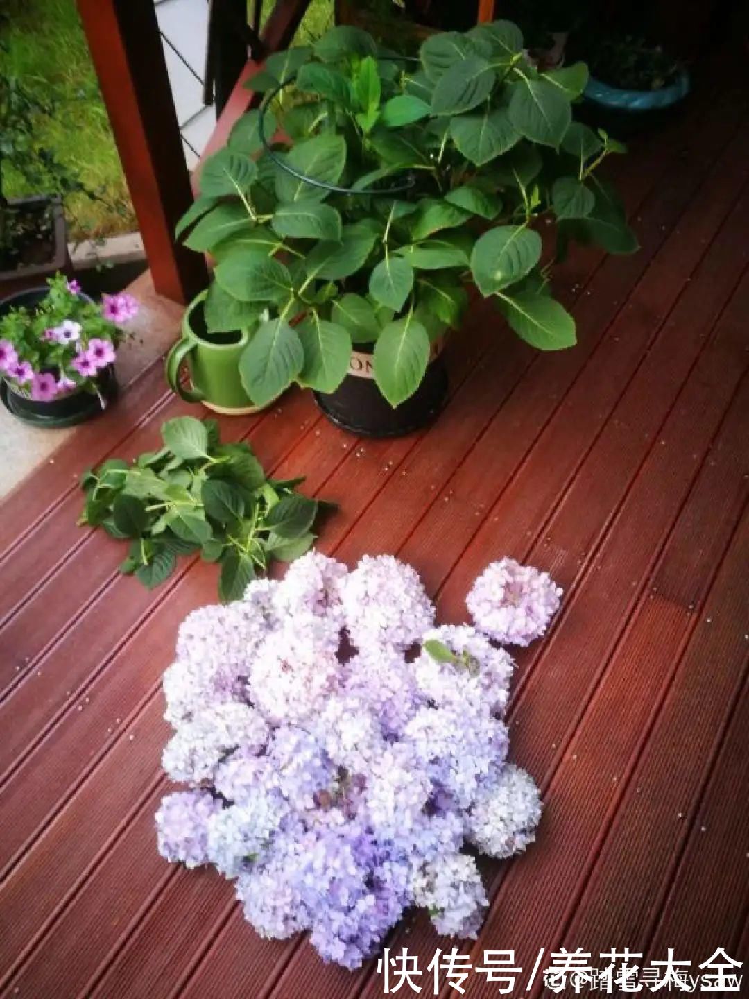 月季|8种花，现在快施肥，秋天开出满树花