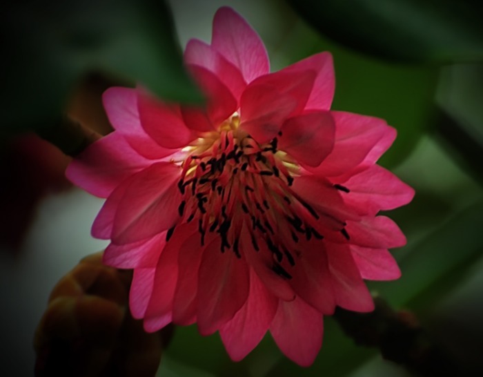 养个不一般的荷花，开花是在树上的，养护的方法难度也不是很大