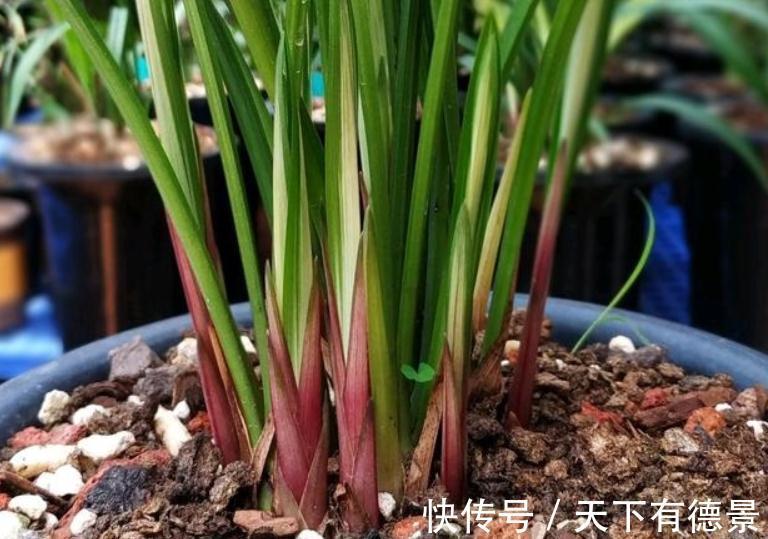 松塔养花的好处以及注意事项