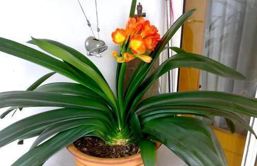 橘子皮对君子兰有什么好处?可以使它的叶片肥厚绿油油