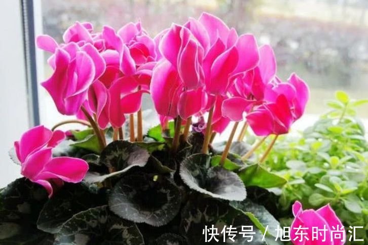 4种花美的出奇，不仅花好看，名字也好听，你养了吗？