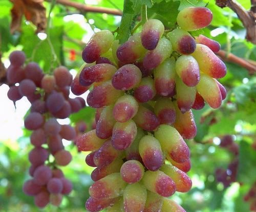 食物|人到中年想长寿，不妨坚持吃3种食物，美容