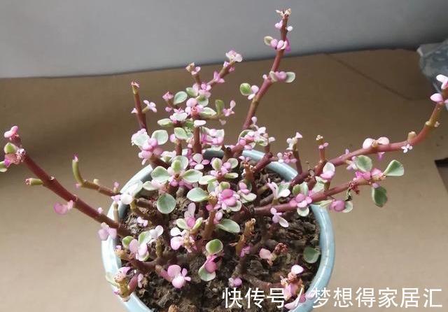 4年不修剪的雅乐之舞长成这样,花友都说挺好看,早修剪会更美