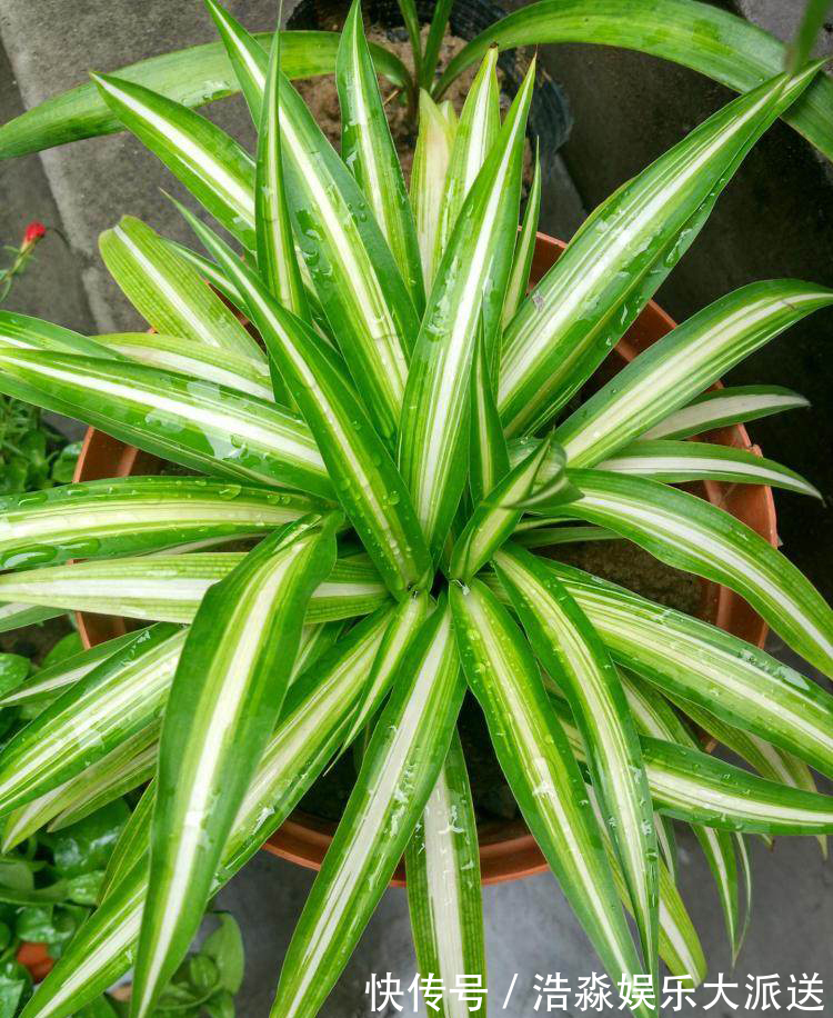 空气湿度|吊兰“干尖黄叶”,注意3个方面“不达标”,别忽视!