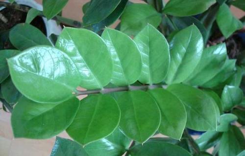 别买“镇宅树”,把叶片带回来,种花盆上,9天生根,成盆栽!