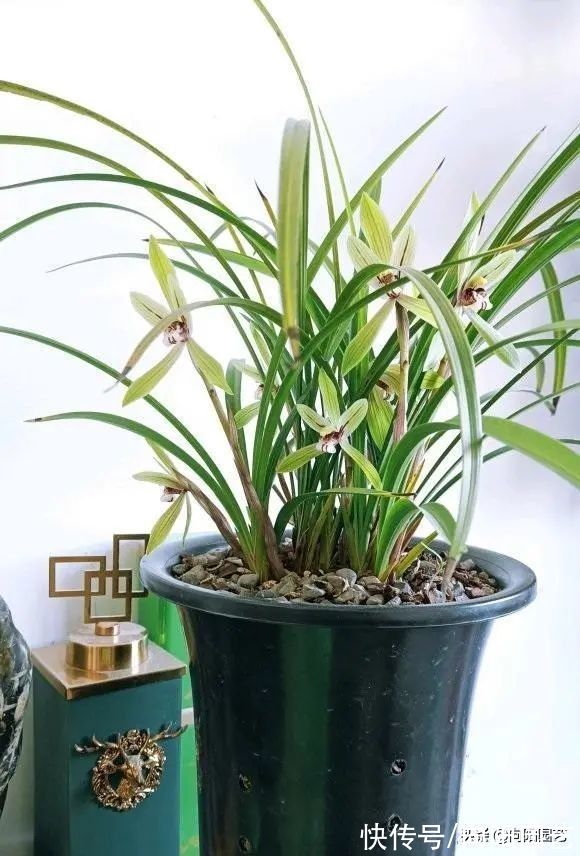 兰花有哪些种类?分“2大类”,“3大生”,共有3000个品种