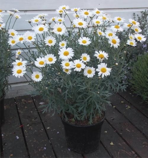 用盆栽苗培育的玛格丽特，叶子长得像茼蒿，如何安全度夏？