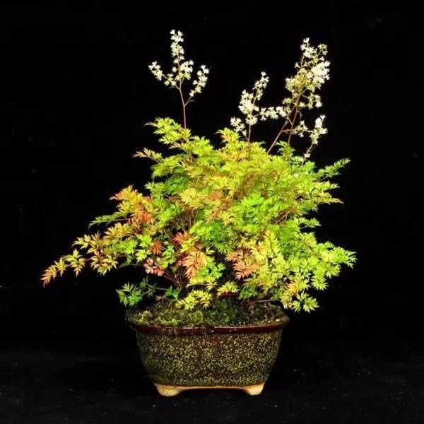 山野草，也高雅！