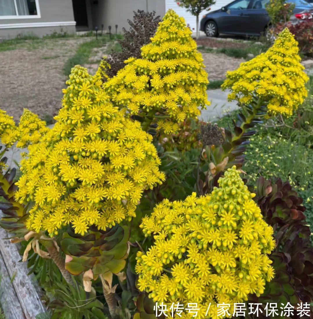 多肉开花会死？别担心，开完砍一刀，活得好好的