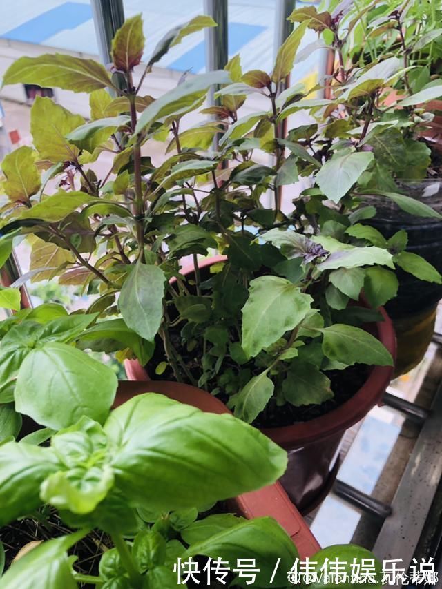 地方|夏天养花,这个地方千万别摆,否则3天死翘翘