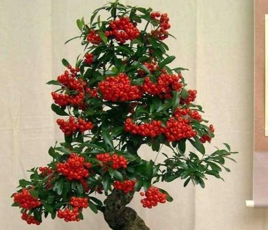 湿润|秋天了，快来入手5种盆栽植物，养在家里吉祥又漂亮