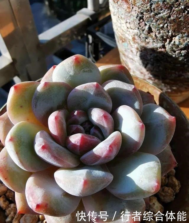 一方阳台,一方多肉,我的生活和姿态!一方阳台,一方多肉,我的生活和姿态!