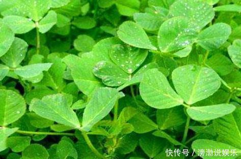 女性到了中年,推薦常吃3種食物,排毒養(yǎng)顏,美白護(hù)膚