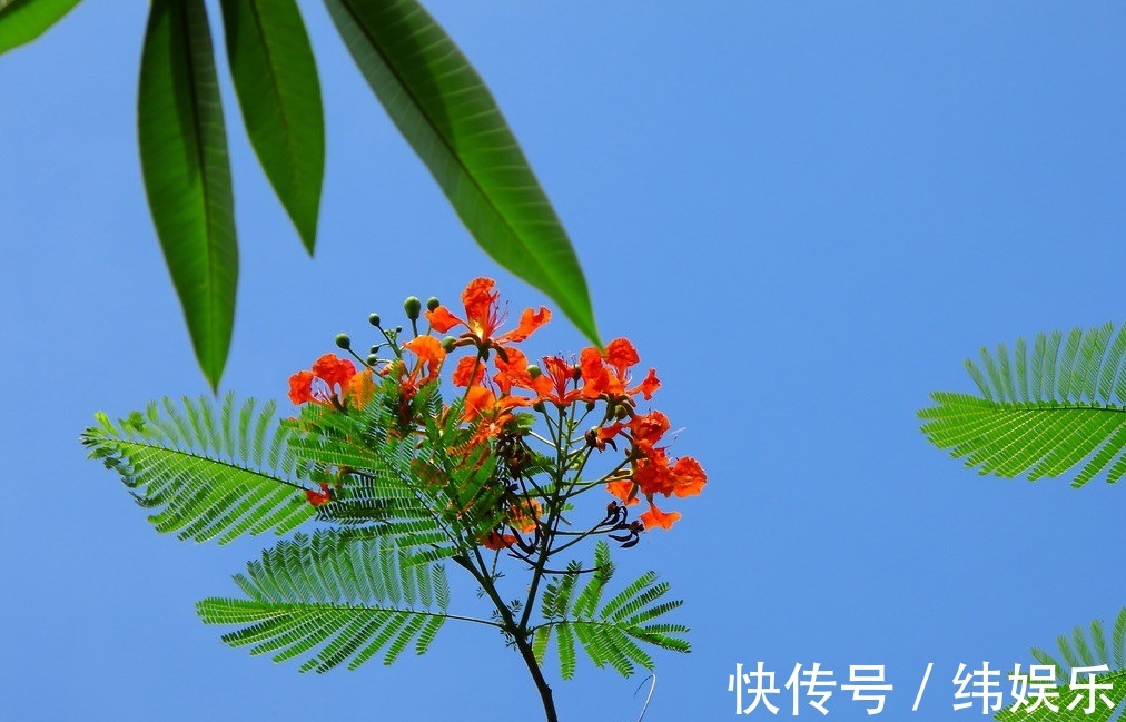 鲜花|此花一年能盛开两次，一次是寓意思念，一次是寓意离别