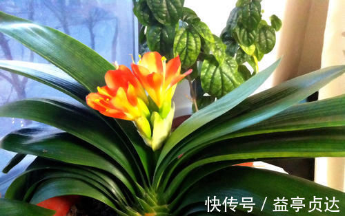 最厉害的养花营养液给君子兰喝一勺,叶片油绿,秋凉早开花