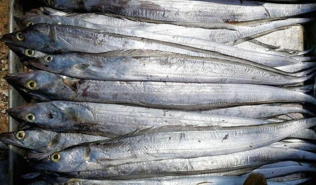 买带鱼时,“黑眼睛”和“黄眼睛”哪个好?弄懂再买,少花冤枉钱