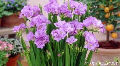 它平时看着似野草,一开花真惊人,花色艳丽花香重名叫“香雪兰”!