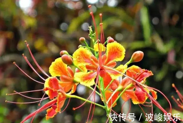 夏天|想要家里四季花开,这20种花,连续能开300天,完全不歇气