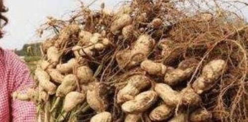 花生|花生和“它”一起吃，血管干净血栓绕道走，比“阿司匹林”还管用