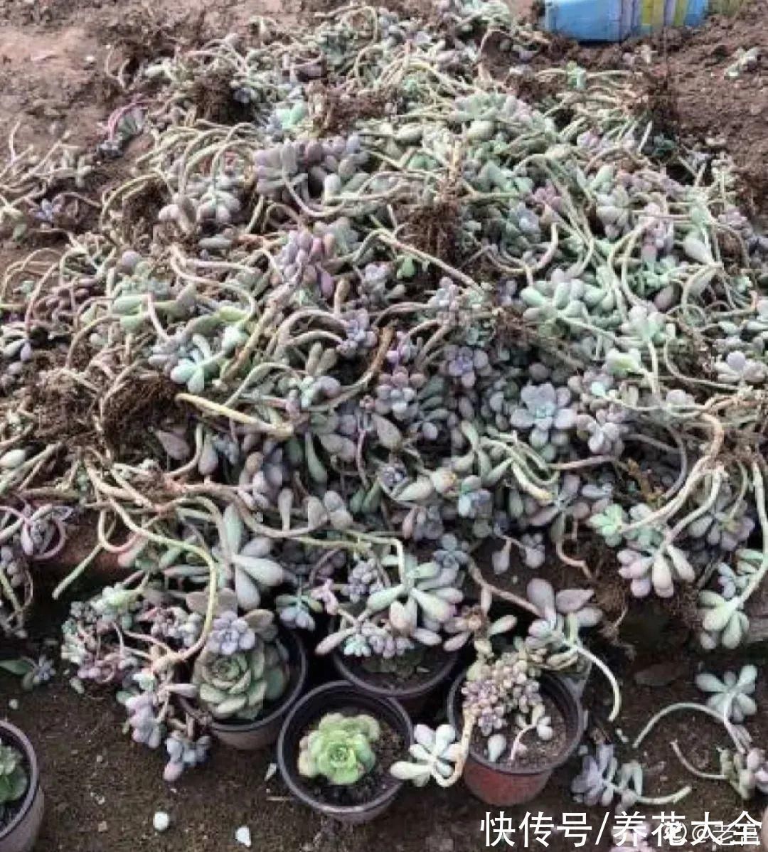 养花大棚倒闭，“贵货花”路边扔了一地，后悔没带个大麻袋