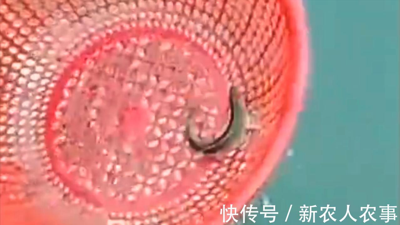 一举俩得！奶奶带孙子去河边杀鸡收获一盆意外之喜，小孩直接傻眼