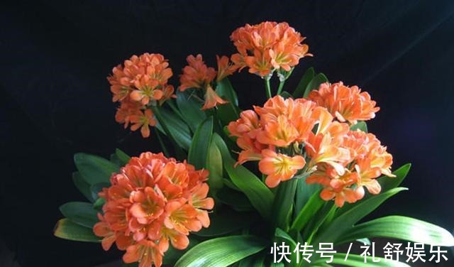 施肥|君子兰根系粗壮,花箭乱窜,多亏了这2步,现在实施时间正好!