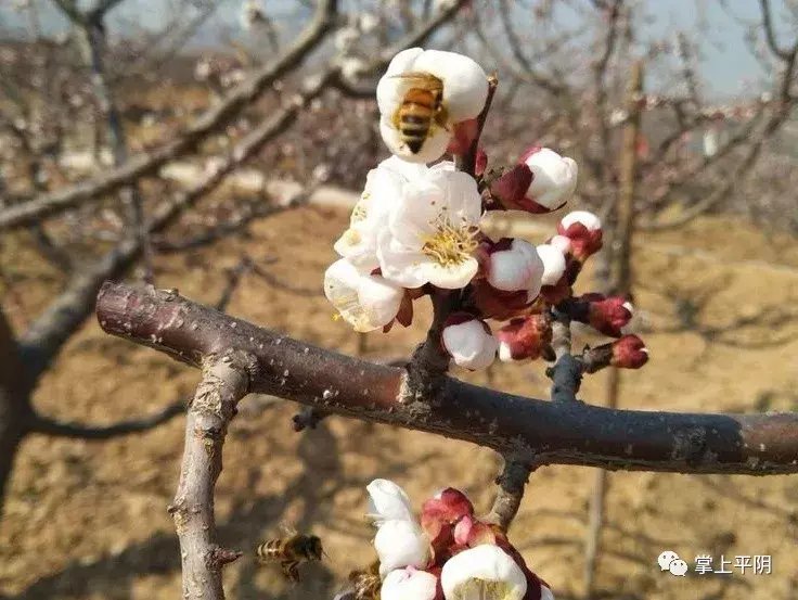 千亩杏花始盛开！来这里赴一场浪漫的春天之约，走起