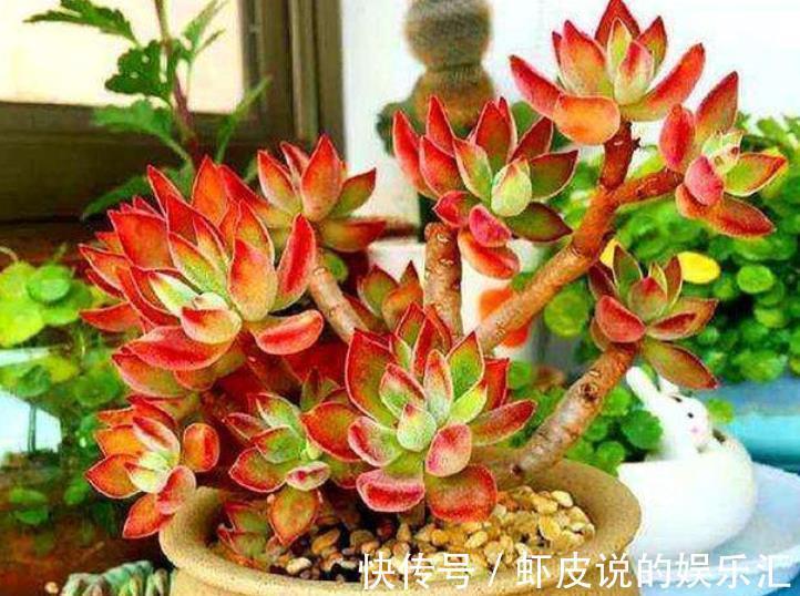 邻居养了盆红彤彤的多肉,自带绒毛可爱十足,相信你会喜欢的