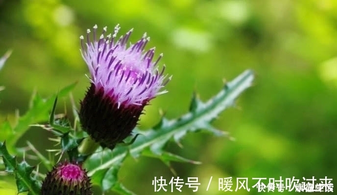 植物|农村有一种植物,农村很喜欢采摘来挂门上,关键时刻还能救命?