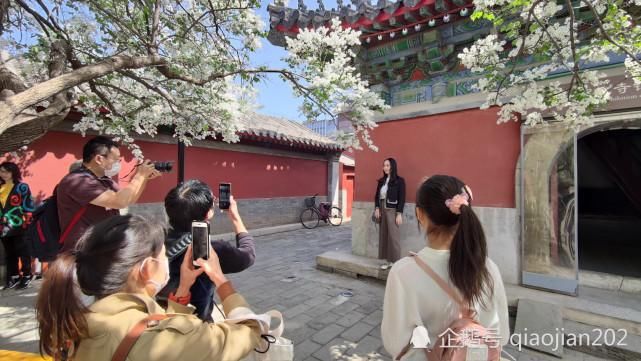 丁香盛开智化寺