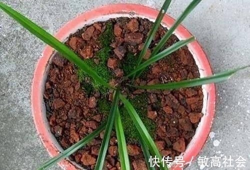 养蟹爪兰时先养根，盆里埋点这种东西，根系更旺，开花更多