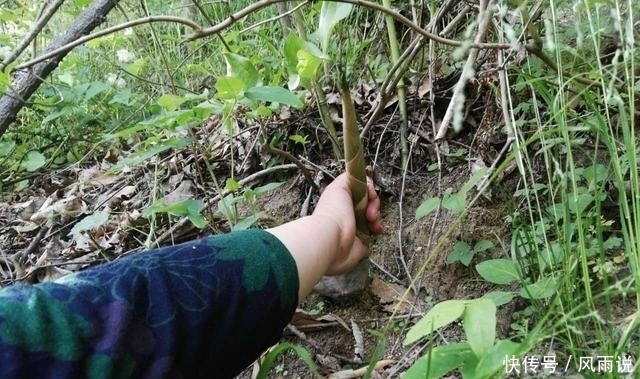竹笋|游完武当山,顺便掰个竹笋回来做菜,很美味