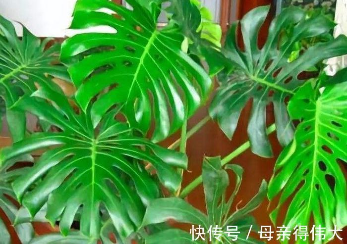 养龟背竹记住4点，开背早、不徒长，叶子一个比一个大