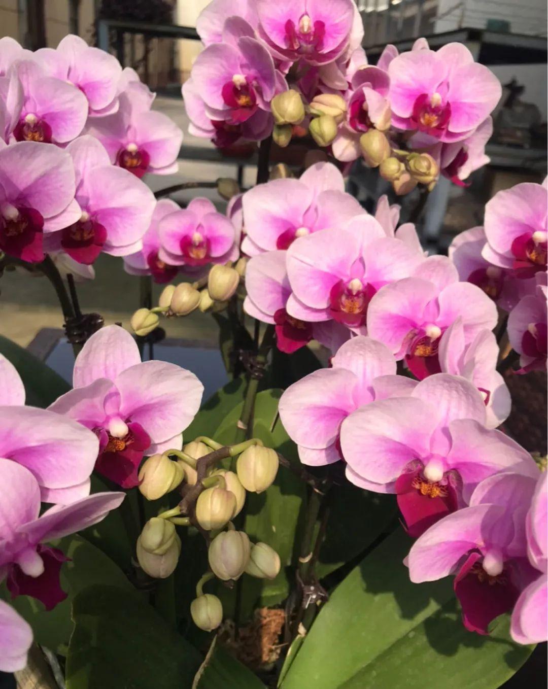 这盆吊兰养2年，年年开满小金鱼，大吉大利好喜气