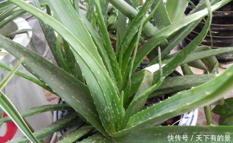 家里养此款花,直接美爆阳台,一年四季都美美的