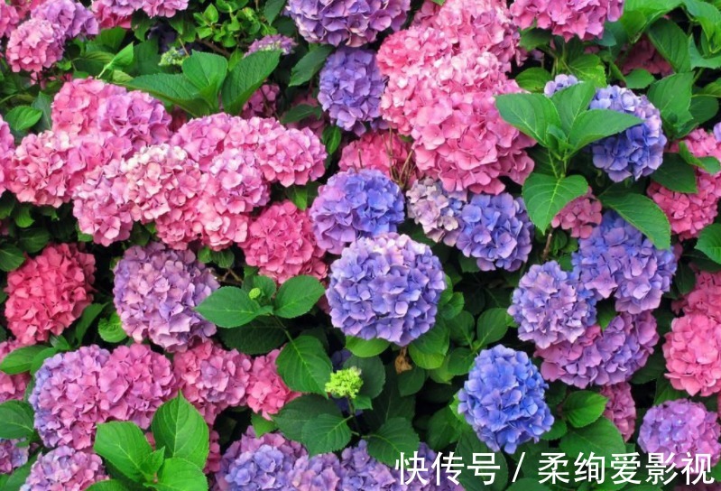厨房清洁“神器”小苏打，拿来养花，2种用法5大好处