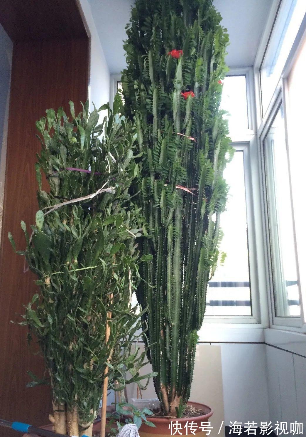 龟背竹|30年的芦荟,20年的龟背竹,硬生生把花养成了树!