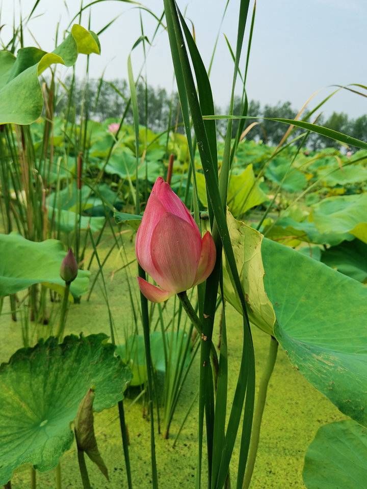 三面荷花四面柳|白桦林｜荷花飘香情亦浓