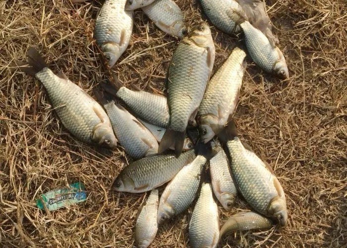 大雪过后,这5个钓法“口诀”宁可背熟也不能忘,学会板鲫特好钓