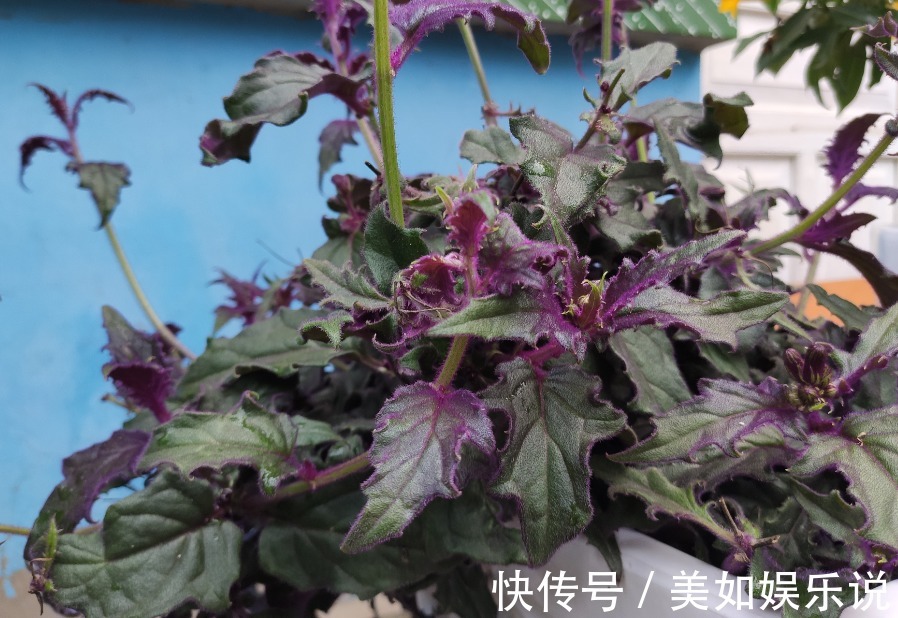 花土别再乱买了!搞不清养花环境,再好的土也烂根,自己配制最好