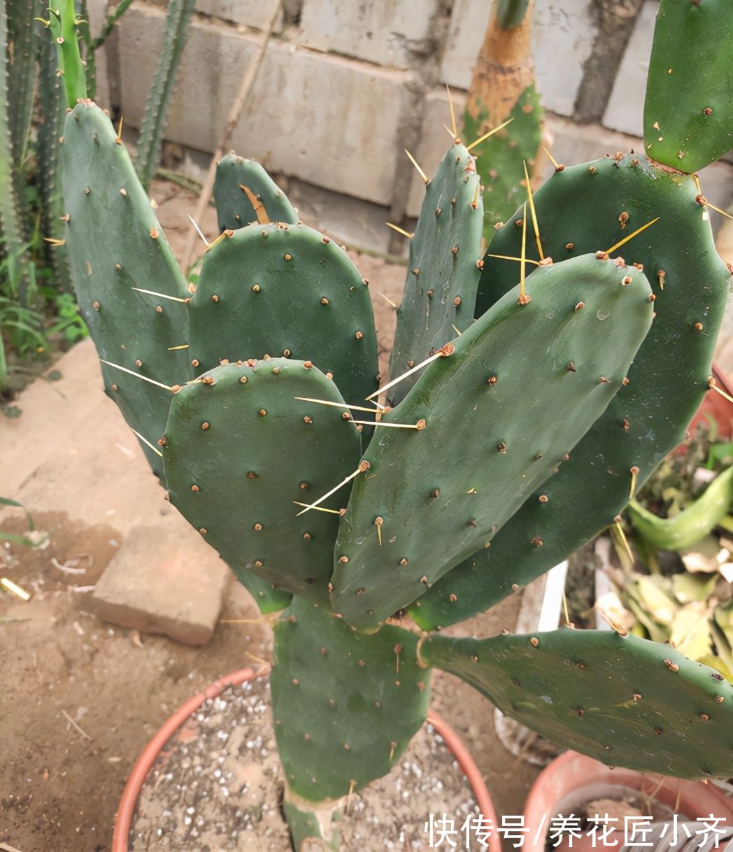 如果你是养花“杀手”，养盆仙人掌，可以嫁接5种花，开花美到爆