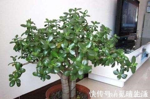 富贵人家养花,专养这5-6种“寓意好”的“树”,您有在养吗!