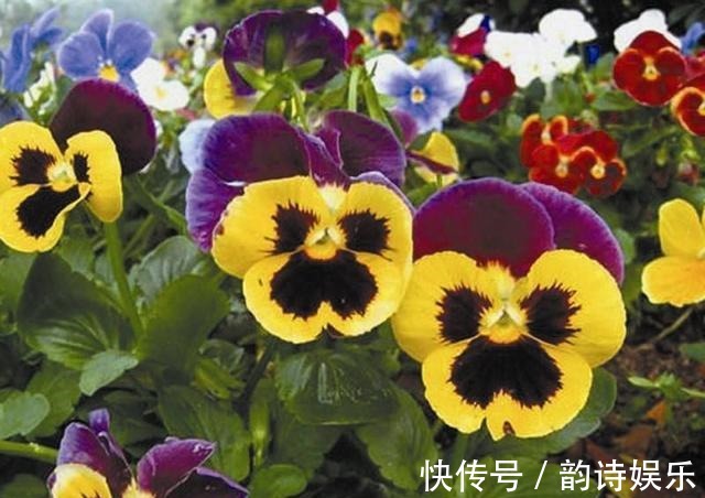 这种花有三片花瓣，身份高贵是国花，颜值高都搬回家里养