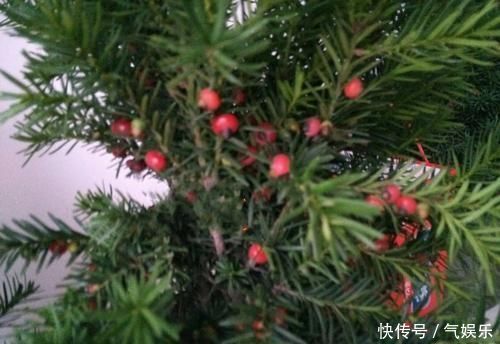 怪不得老公把发财树扔了,现阳台流行种此花卉,香飘满屋更迷人