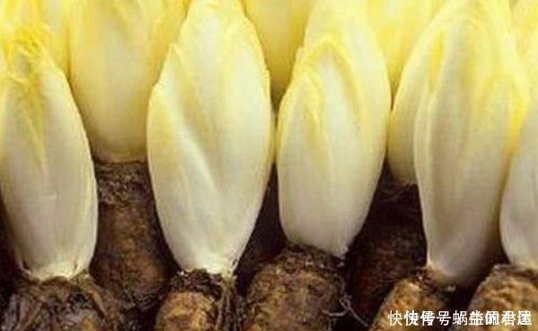 鸡蛋|有种废根别丢,养在盆里一星期,其价值堪比鸡蛋的三倍