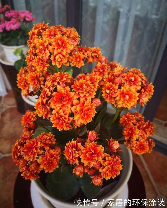 十月不知养啥花?看看这六种,好养又漂亮,可以放心入手