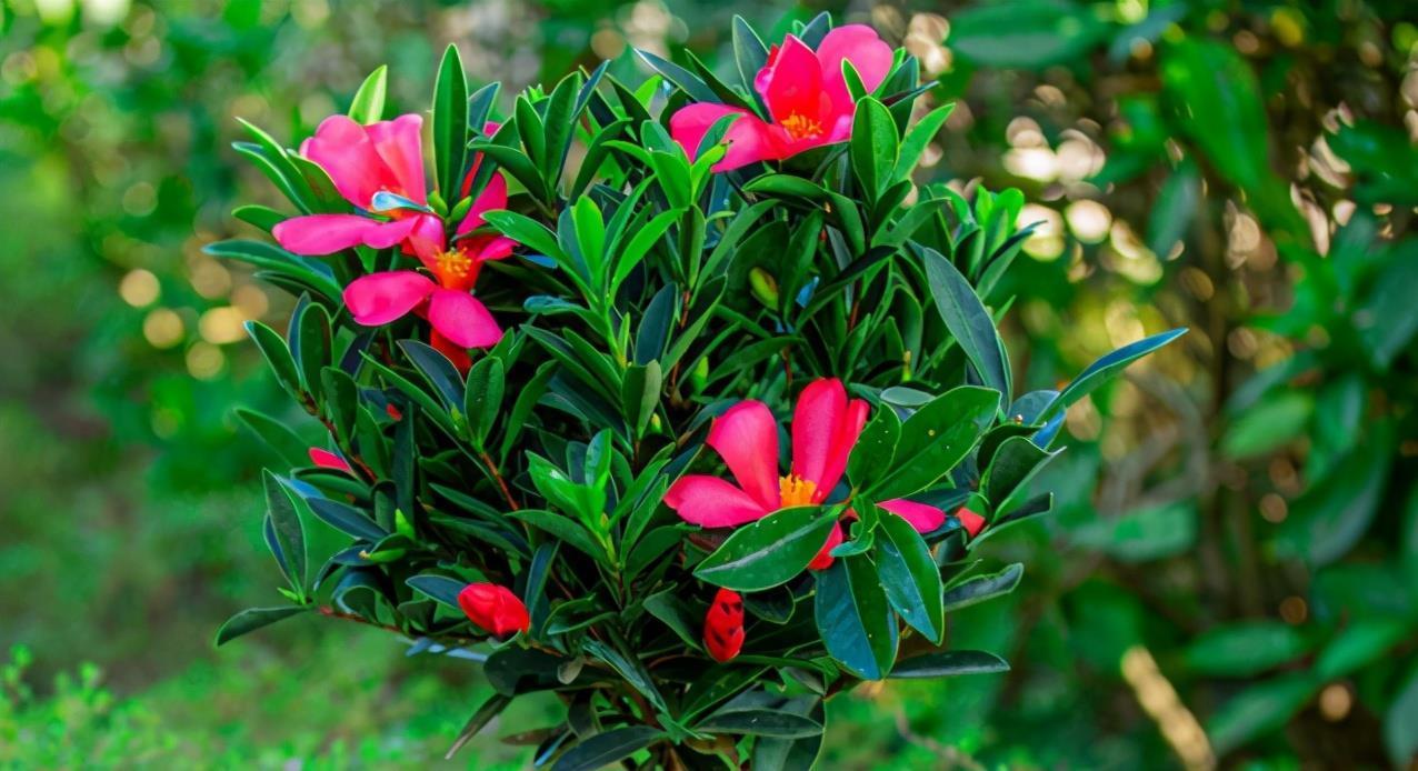 夏天|夏天也开花的茶花,怎么养护才能不出现问题,3个重点要知道
